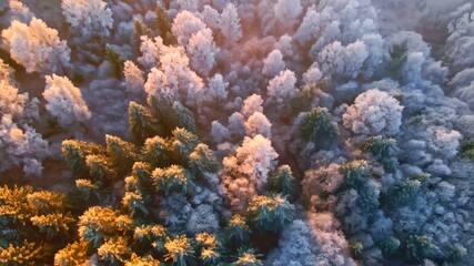 Pine tree tops covered in white frost on a cold winters morning, seen from above. looking down.