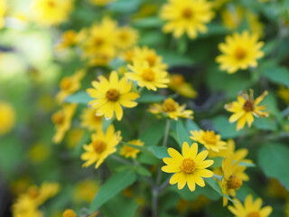 Common daisy, Bellis perennis, Dahlberg Daisy, Gold Carpet, Golden Fleece, Butter Daisy, Day’s Eye,Thymophylia Tenuiloba yellow flower blooming in garden