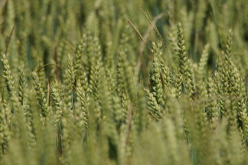 Grain on the field.