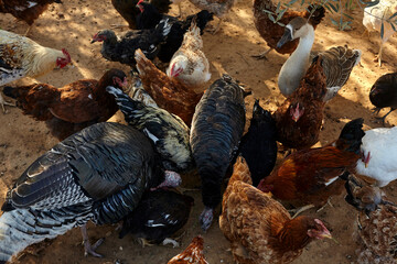 hens and turkeys in the coop - 402811891