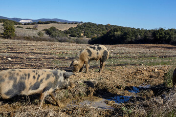 pigs in a field searching for food. - 402812094