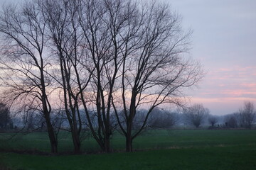 Fototapeta na wymiar Baumgruppe vor Feldern und Wiesen bei Grefrath Oedt am Niederrhein im Winter bei Sonnenuntergang