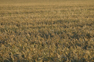 Grain on the field.