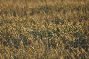 Grain on the field.