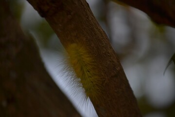 a yellow caterpillar crawled on the tree trunk