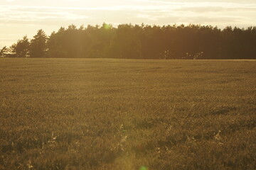 Grain on the field.