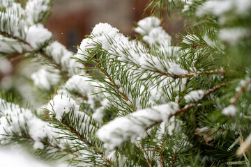 Snow Tree at the Pirineos