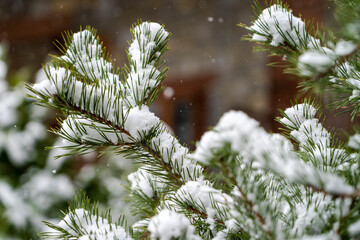 Snow Tree at the Pirineos
