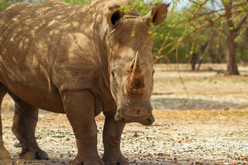 Naklejka premium Portrait of a male bull white Rhino grazing in Etosha National park, Namibia. Wild african animals.