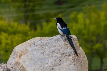 Eurasian magpie (Pica pica) in Wakhan valley, Tajikistan