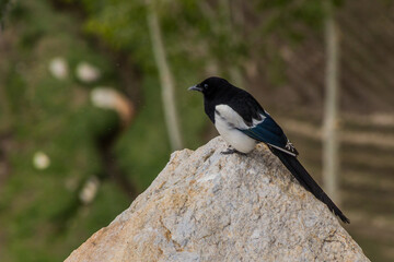 Eurasian magpie (Pica pica) in Wakhan valley, Tajikistan