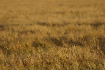 Obraz premium Grain on the field.