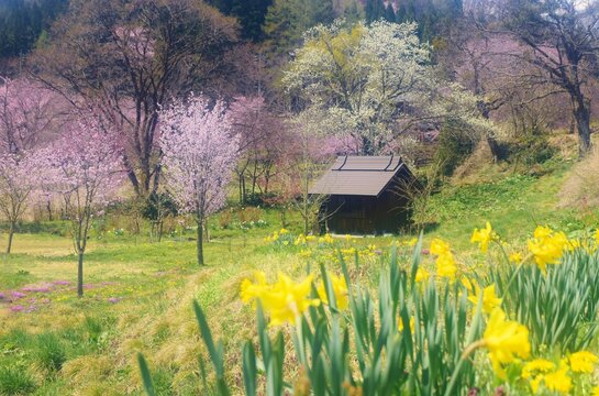 春景色images Browse 5 971 Stock Photos Vectors And Video Adobe Stock