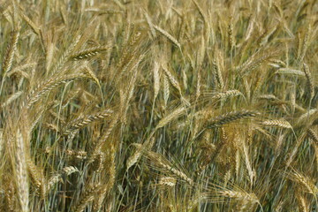 Grain on the field.