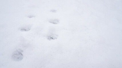 Footprint patterns are stamped on the fresh snow on a sunny winter day. Background with copy space.