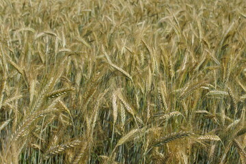 Grain on the field.