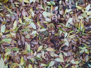 Fallen dirty leaves on the ground. Depressive autumn.