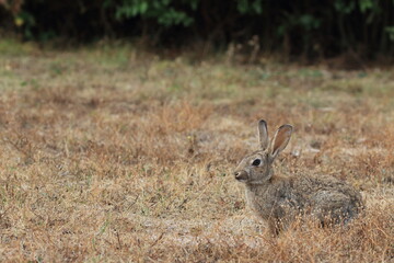 Fototapeta premium Rabbit with open ears camouflaged in a dry field in midsummer