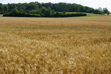 Grain on the field.