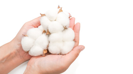Woman holding fluffy cotton flowers, Close up. Isolated on white background. Copy space.
