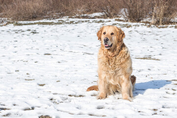 Old golden retriever dog in winter