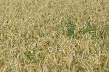 Grain on the field.