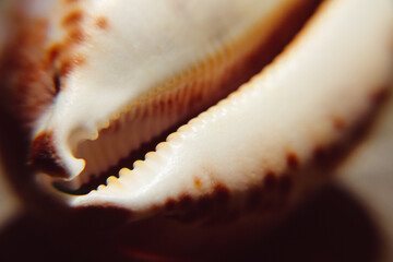 Cypraea seashell closeup view
