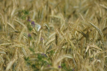 Grain on the field.