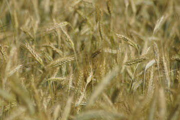 Grain on the field.