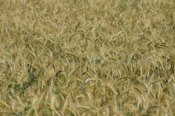 Grain on the field.