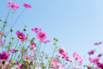 beautiful pink cosmos flower field under clear blue sky (selective focus)