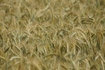 Grain on the field.