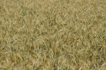 Grain on the field.