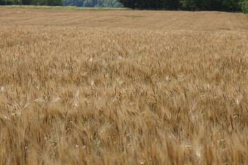 Grain on the field.