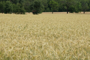 Fototapeta premium Grain on the field.