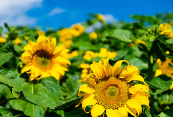 beautiful sunflowers under blue sky in summer