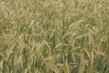 Grain on the field.