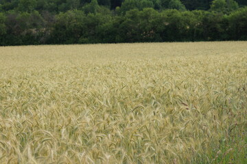 Grain on the field.