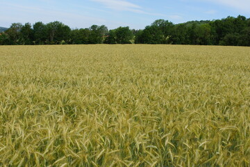 Grain on the field.