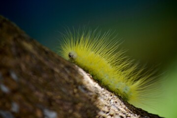 a yellow caterpillar crawled on the tree trunk