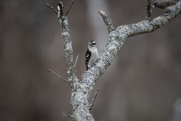 Downy Woodpecker on forked branch