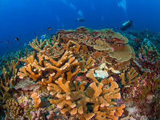 Antler corals and Lettuce leaf corals (Burma Banks, Mergui archipelago, Myanmar) © Mayumi.K.Photography