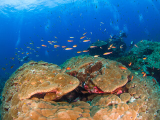 Hump corals with reef fish (Burma Banks, Mergui archipelago, Myanmar) © Mayumi.K.Photography