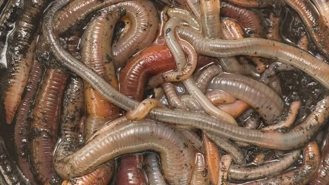Many earthworms crawling together closeup footage