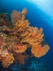 Naklejka na ściany i meble Bunch of Gorgonian seafan (Burma Banks, Mergui archipelago, Myanmar)