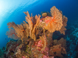 Naklejka na ściany i meble Bunch of Gorgonian seafan (Burma Banks, Mergui archipelago, Myanmar)