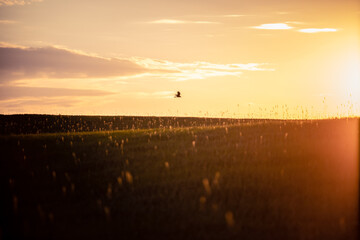 Bird flying over a meadow in a sunset