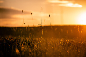 Moody sunset in a green countryside meadow