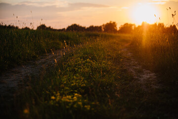 Grass road in a field in a sunset