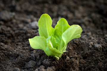 young lettuce seedlings. Gardening concept